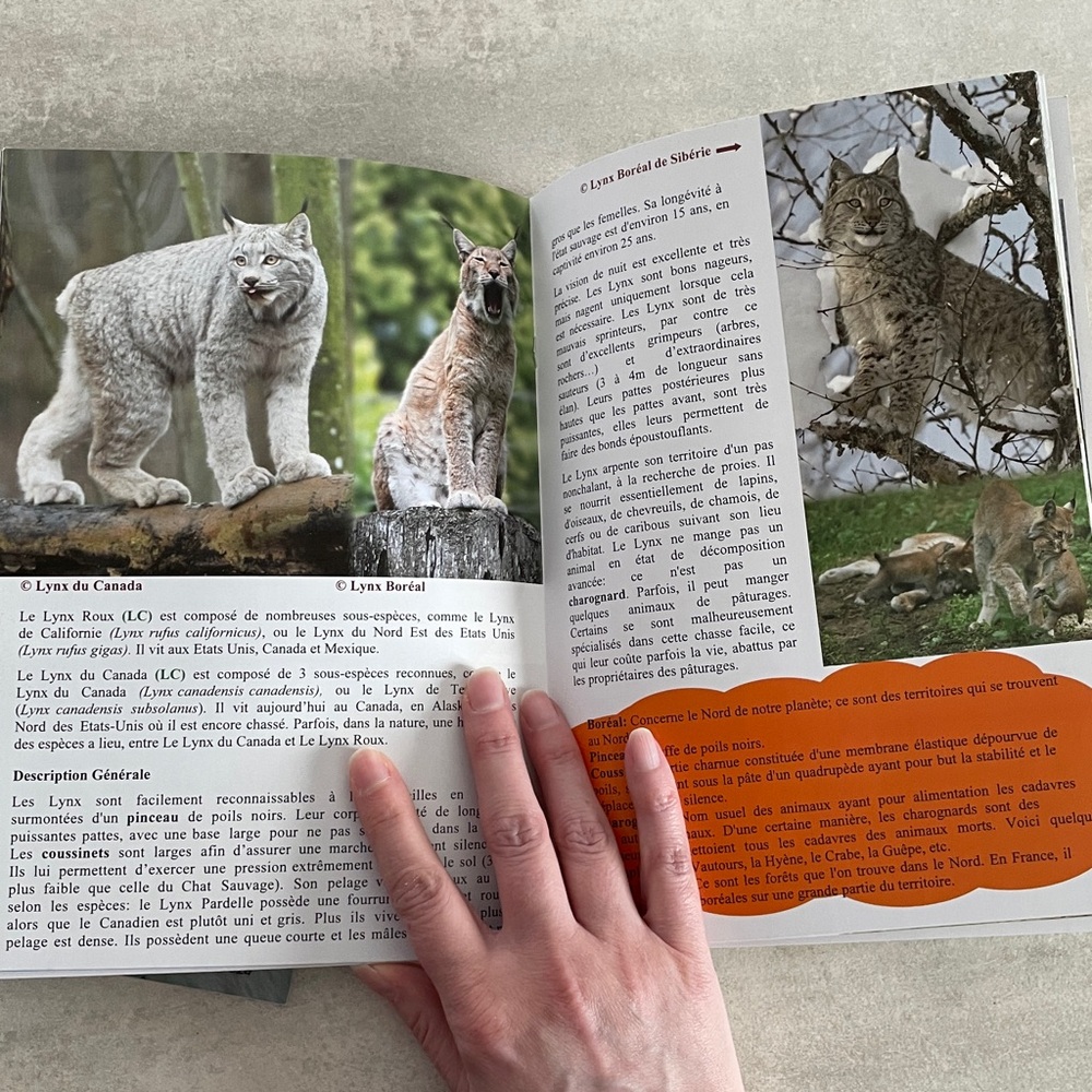 Editions Adonalia Le Loup & Les Félins livret de zoo animaux enfants - Picture 9 of 9